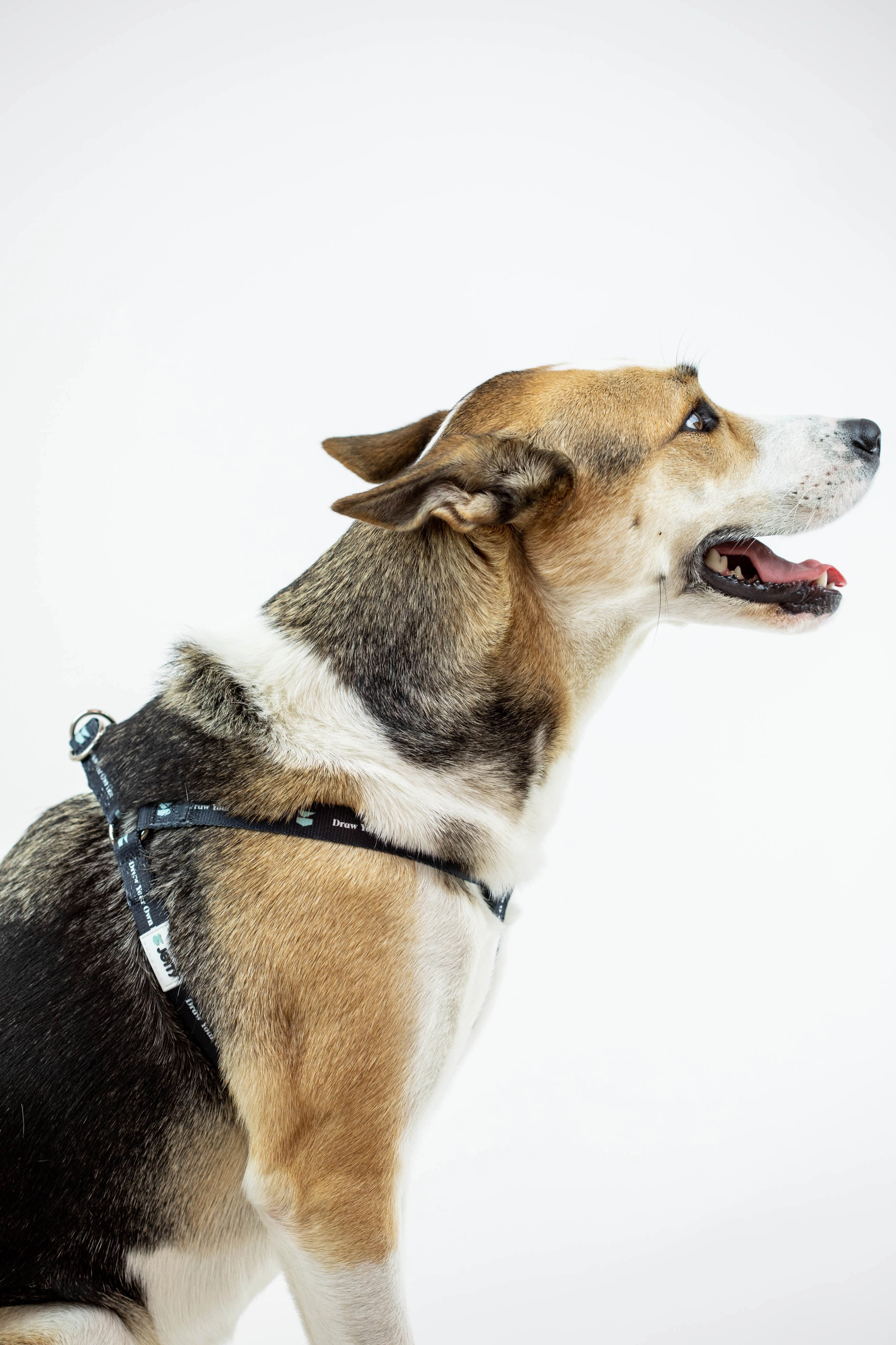 DYOL Dog Harness