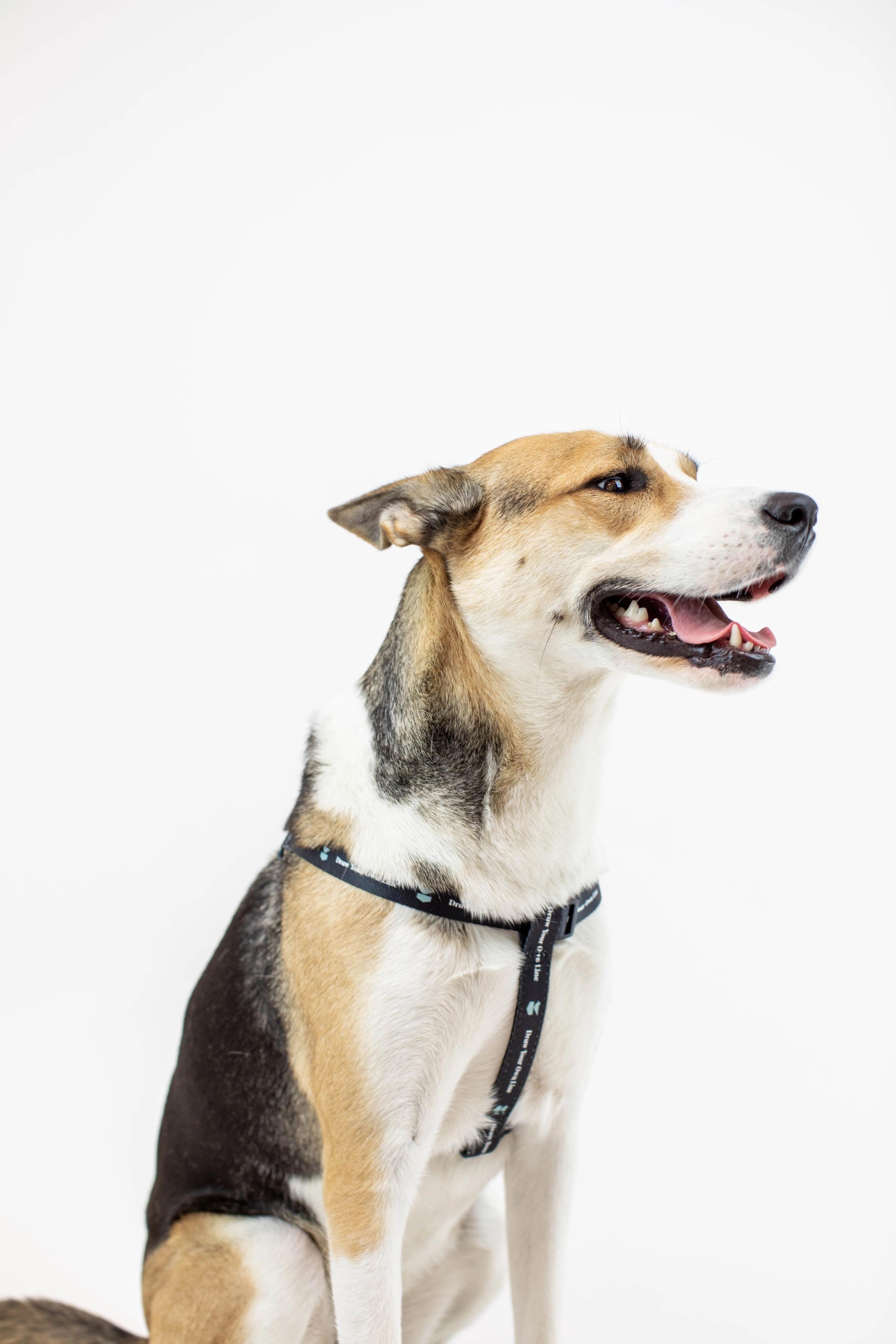 DYOL Dog Harness